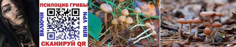 Галлюциногенные грибы Psilocybine cubensis  нарко площадка состав  Колпашево 